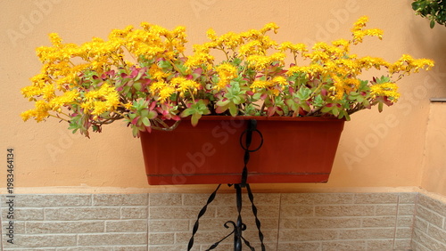 Quadro su tela Pianta di sedum palmeri in un vaso sul balcone