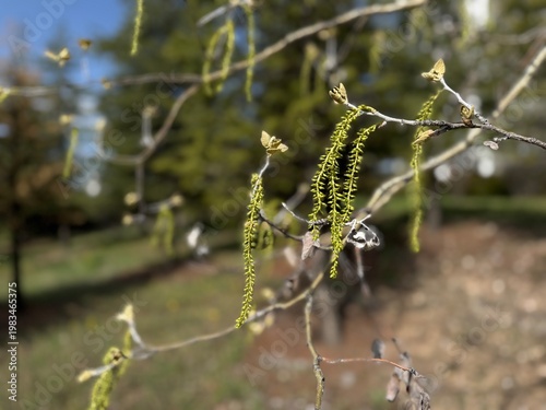 Schilderij op canvas White poplar (Populus alba) branch with fresh green catkins and emerging leaves in selective focus against a softly blurred natural background