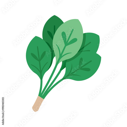 Fresh green spinach leaves illustration on transparent background for healthy food concepts