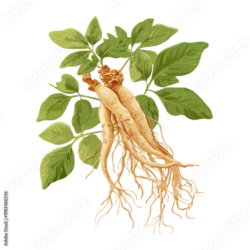 Siberian Ginseng, illustrated as a clean 2D flat vector icon isolated on a white background