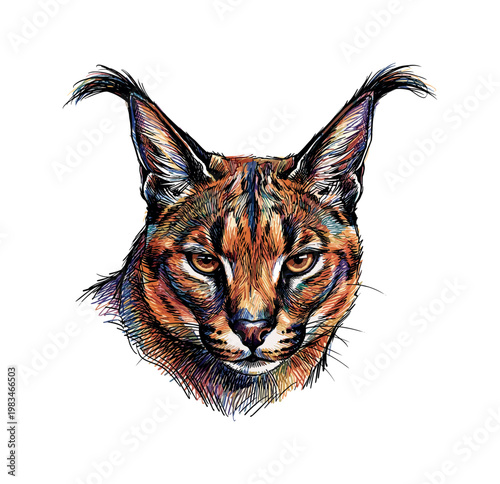 Caracal head slightly angled downward with focused gaze and layered fur detail forming smooth contours across face and ears,
