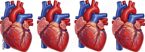Vector Set of Detailed Human Heart Illustrations with Arteries and Veins, Ideal for Medical, Health, and Anatomy Designs