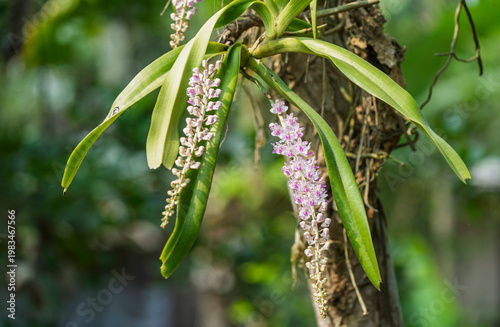 Foxtail orchid blooms on a tree trunk, with long cascading clusters of delicate pink and white flowers set against lush green foliage
