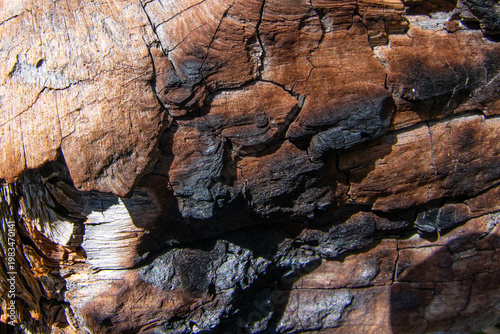Closeup of fire charged tree bark.