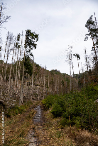 Wanderweg zur Hickelhöhle in der Sächsischen Schweiz