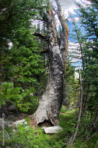Contrasting stages of the life of a forest, an old fire killed decaying tree among new growth pine trees.