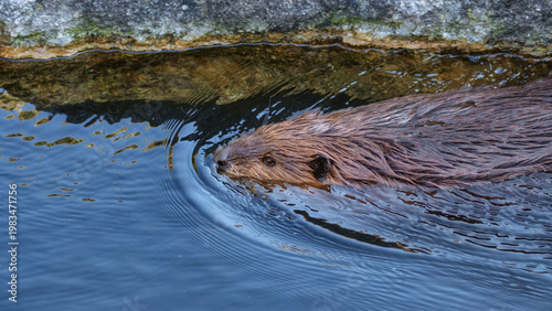 Beaver swimming in a pond