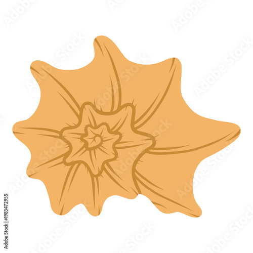 Spider conch shell. Tropical ocean aquatic decoration.	