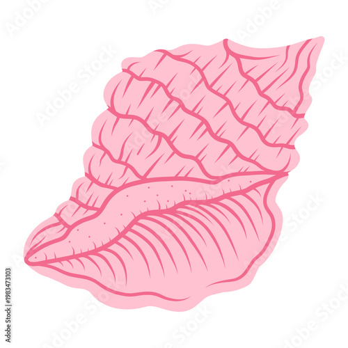 Spider conch shell. Tropical ocean aquatic decoration.	