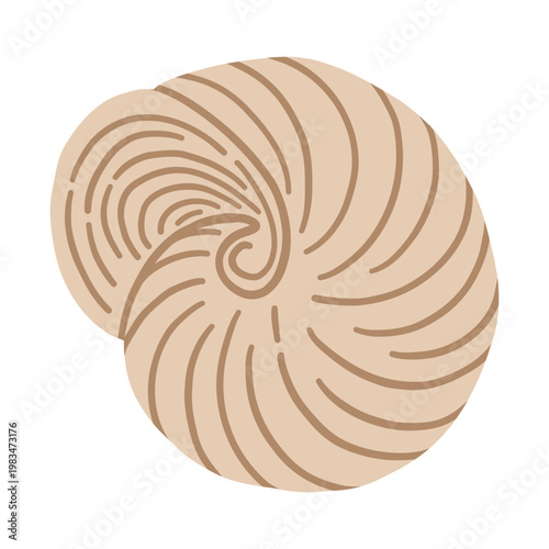 Spider conch shell. Tropical ocean aquatic decoration.	