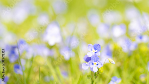 Φωτογραφία Soft blue wildflowers in green meadow – spring background with copy space