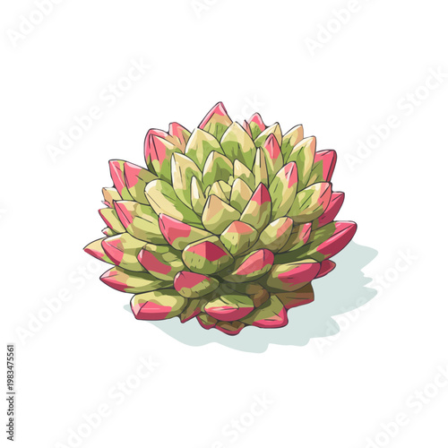 Flat 2D Tiger Jaw Succulent vector illustration, icon graphic on white background