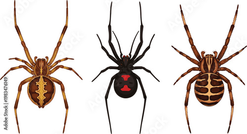 Vector Set of Realistic Spider Illustrations with Various Patterns and Colors, Ideal for Nature, Insect, and Educational Designs