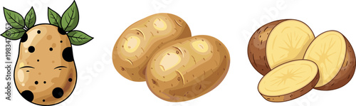 Potato Vector Set with Different Stages of Growth, Raw Tubers, and Sliced Potatoes for Food, Agriculture, and Cooking Illustrations