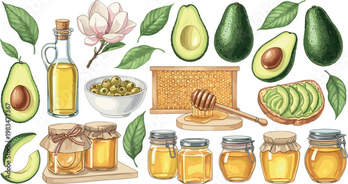 Avocado honey and olive oil vector set natural organic food ingredients collection with jars leaves and healthy illustration