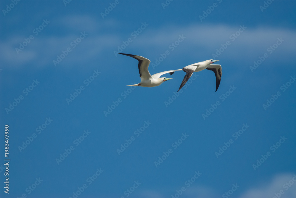 Fototapeta premium Pair of blue-footed boobies (Sula sula) flying on a sunny day
