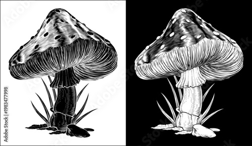 A mushroom or toadstool Amanita Muscaria forest fly agaric mushroom vintage style woodcut drawing