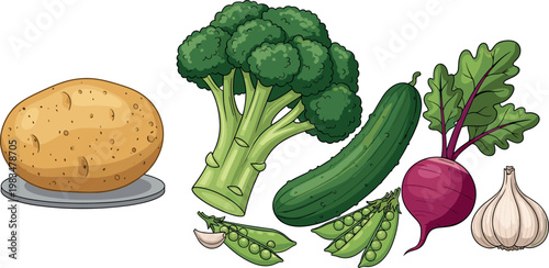 Fresh vegetables collection set isolated on white background, potato broccoli cucumber peas beetroot and garlic vector illustration
