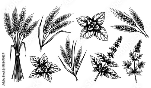 Rustic hand drawn culinary herb and cereal grain illustration set in artistic sketch style vector design collection