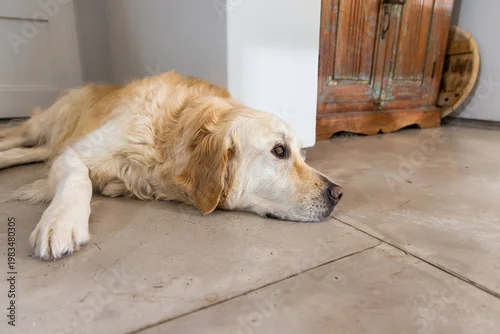 Fototapeta Golden retriever lying with head resting on tiled floor at home near rustic wooden cabinet