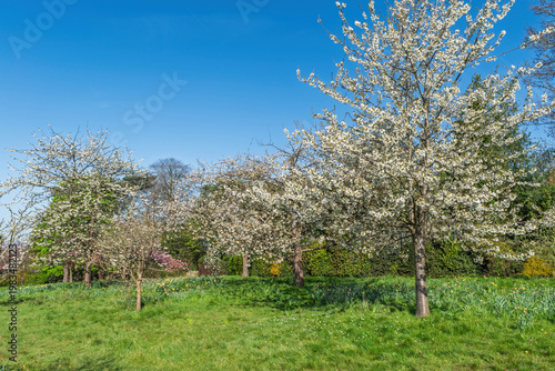 Beautiful cherry blossom trees in Golders Hill public park, London, UK