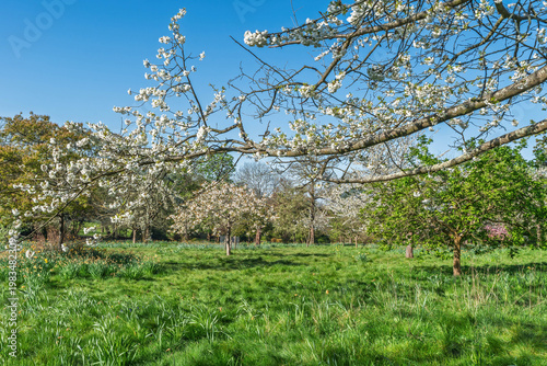 Beautiful cherry blossom trees in Golders Hill public park, London, UK