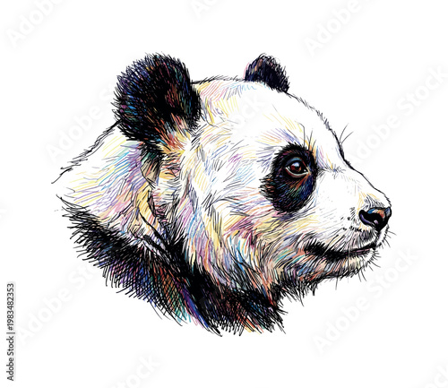 Giant panda head portrait in three-quarter view with rounded ears and distinctive black eye patches forming soft facial contrast