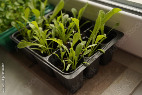 Spring cultivation of flower seedlings for the garden