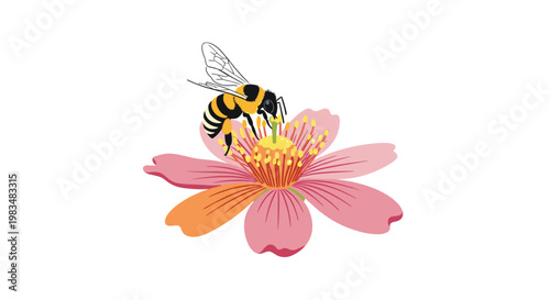 A fuzzy yellow and black bumblebee meticulously gathers nectar from the golden center of a delicate pink cosmos flower against a white background setting.