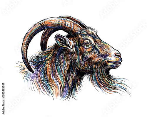 Goat head profile facing right with elongated muzzle and horn curve emphasized through directional pen strokes and layered fur