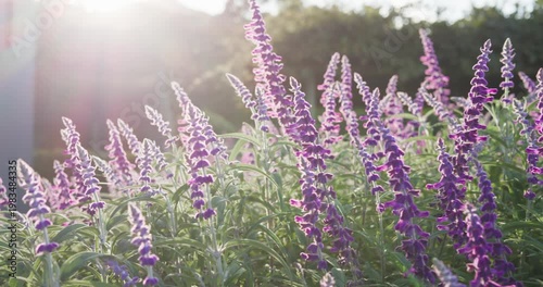 Dense purple spikes swaying in breeze camera moving closer pulling focus showing textures in meadow