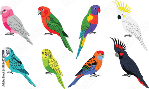 Colorful Parrot and Cockatoo Vector Set Featuring Species Like Macaw, Lovebird, and Cockatoo for Avian and Wildlife Illustrations