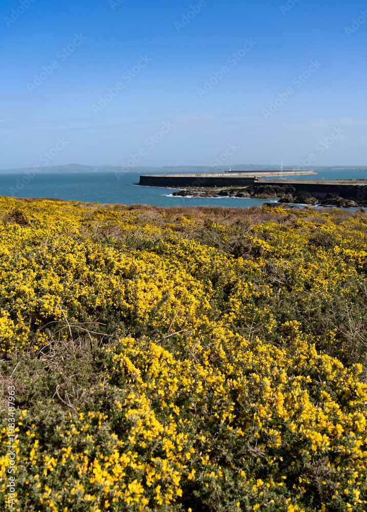 Fototapeta premium spring time walking around Holyhead Breakwater park