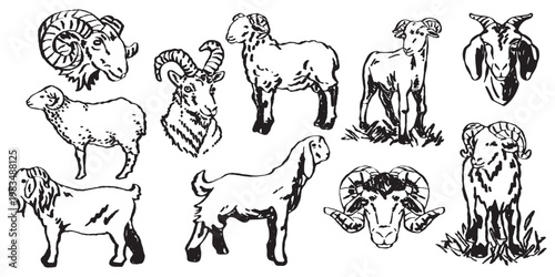 Professional livestock line art featuring various breeds of rams and goats. Use for catalogs, traditional agricultural, ranching identity systems, and classic country fair poster designs.