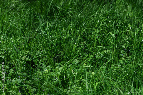 A dense patch of vibrant green grass fills the frame, showcasing the texture ...