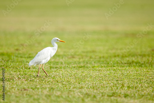 Cattle egret (Bubulcus ibis) walking across a low cut grass lawn