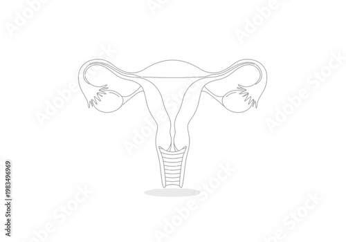 Continuous one line drawing of a human uterus, fallopian tubes, and ovaries