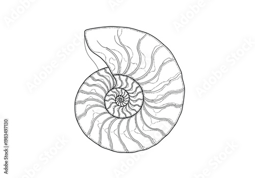 Detailed nautilus shell outline drawing showing inner spiral chambers