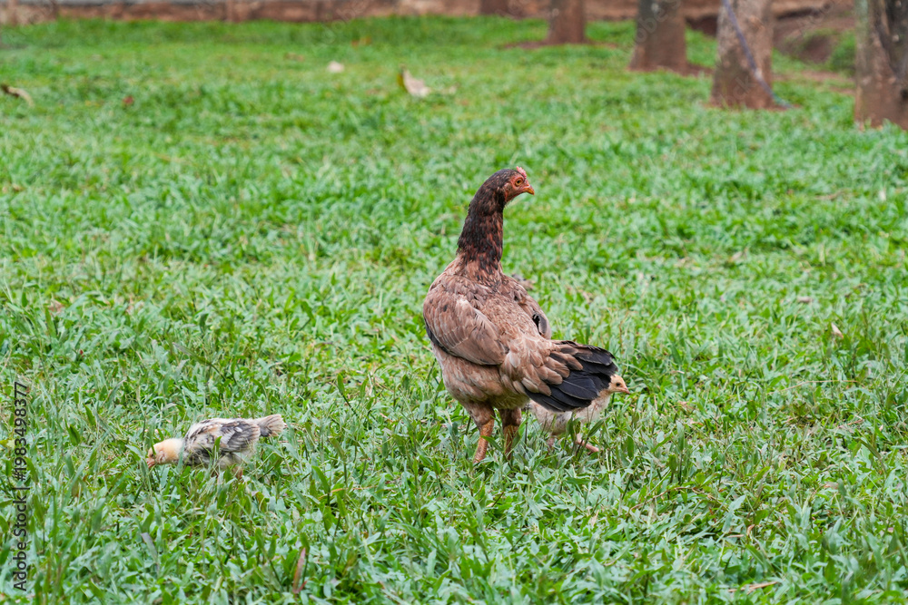 Fototapeta premium A hen pecking for food in a green field, followed by her chicks.