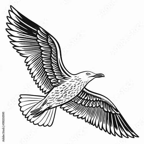 A detailed black and white illustration depicts a seagull in full flight showcasing its outstretched wings and textured plumage high quality professional