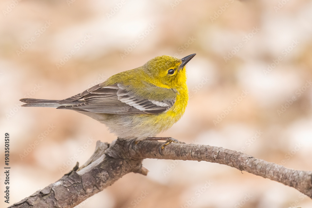 Obraz premium Male pine warbler (Setophaga pinus) in spring