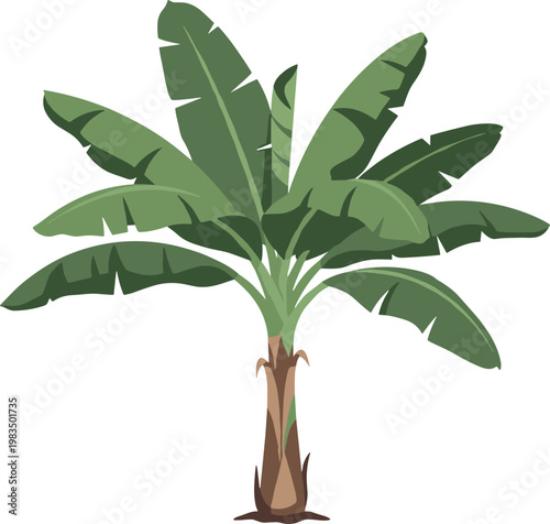 Vector Illustration of a Lush Green Banana Tree with Large Broad Leaves and Detailed Trunk Isolated on White Background,