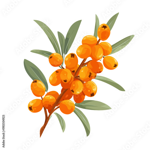 Sea Buckthorn, 2D flat vector illustration in icon style, isolated on a white background