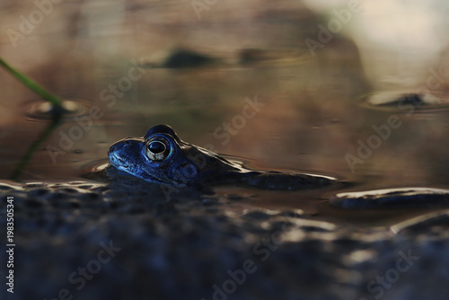 Ein Moorfrosch oder Grasfrosch schwimmt im Schatten im Wasser eines Teichs neben einem Froschlaich