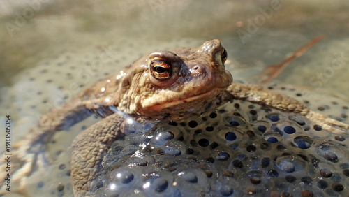 Eine Erdkröte sitzt im Wasser eines Teichs auf einem Froschlaich