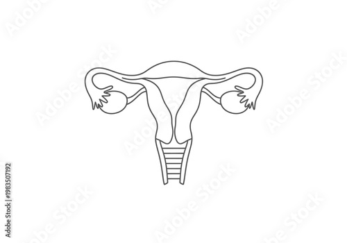 Female reproductive system uterus and ovaries anatomy line art icon with fallopian tubes