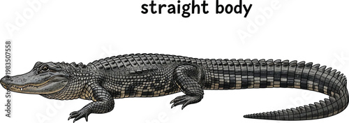 Alligator is depicted in a detailed illustration showing its full straight body against a plain white background.