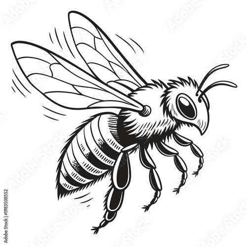 A detailed black and white illustration depicts a honeybee in flight showcasing its fuzzy body striped abdomen and delicate transparent wings