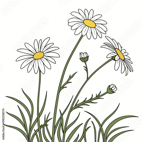A delicate illustration features three blooming daisies and two unopened buds showcasing their slender green stems and white petals high quality professional