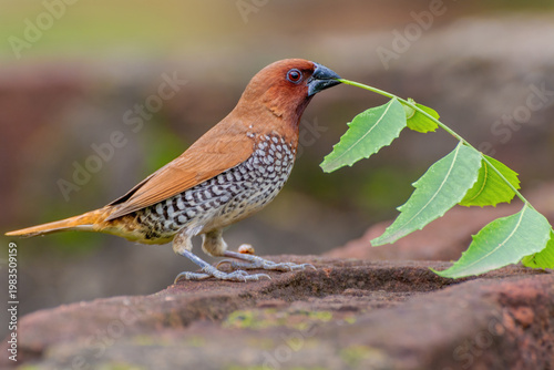 Photography A beautiful Portrait of Scaly-breasted munia or Spotted munia (Lonchura punctulata), the bird is sitting in a blurred background with nesting material in its beak